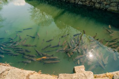 Yüzeye yakın yüzen tatlı su balıklarıyla dolu bir gölet. Yüksek kalite fotoğraf