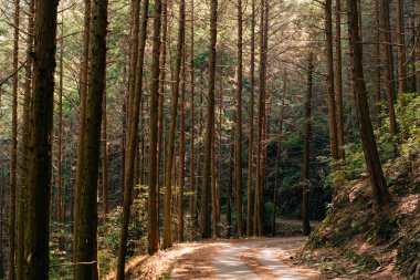 Aokigahara Forest, also known as the 