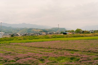 Shikoku, Japonya - 3 Ağustos 2025 Japon şehri Kazo 'daki pirinç tarlasına giden yol. Sudaki evlerin yansıması. Yüksek kalite fotoğraf