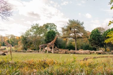 Afrika, Leipzig Hayvanat Bahçesi 'nde savana manzarası. Almanya. Zürafalar. Yüksek kalite fotoğraf