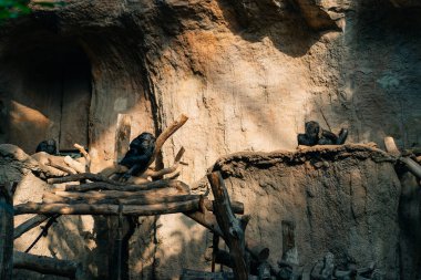Leipzig, Almanya - 1 Ekim 2025 Sumatran Orangutan Leipzig Zooloji Bahçesi. Pongo Abelii kritik tehlike altındaki bir primat. Yüksek kalite fotoğraf