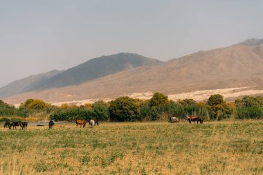 Kırgızistan 'da bir tarlada otlayan bir grup at. Yüksek kalite fotoğraf