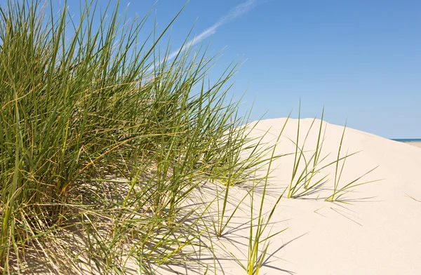 Düne mit grünem Gras — Stockfoto