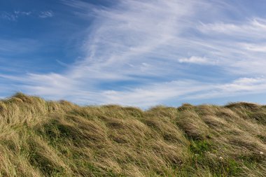 Mavi gökyüzü, yeşil çim - doğa