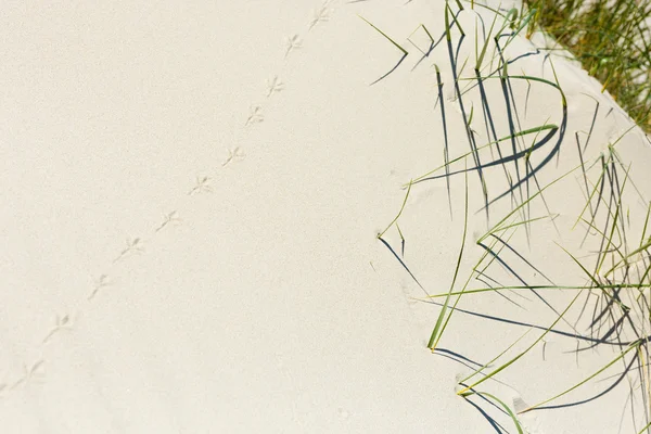 Izlemek kuma - kum kuşu — Stok fotoğraf