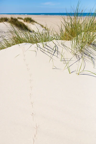 Spur im Sand - Wasserläufer — Stockfoto