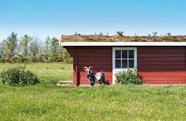 A goat and the sweden house