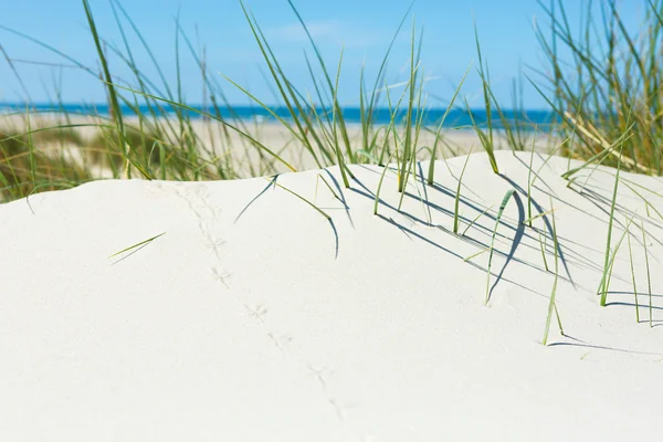 Pista nella sabbia - Sandpiper — Foto Stock