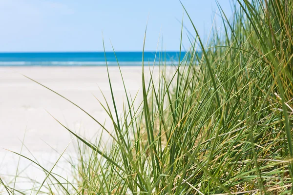 Білий пісок, зелена трава, блакитне море — стокове фото