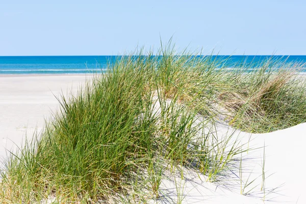 Weißer Sand, grünes Gras, blaues Meer — Stockfoto