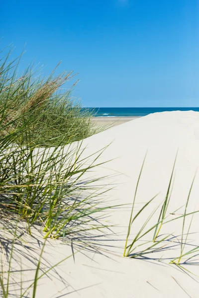 Білий пісок, зелена трава, блакитне море — стокове фото