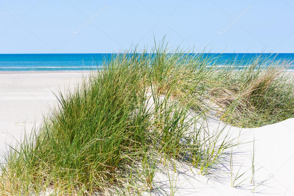White sand, green grass, blue sea