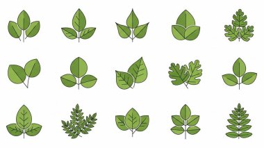 yaprak ve bitki koleksiyonu