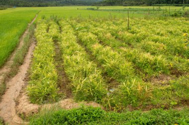 Ginger, yerli bir bitki, dünyanın önemli bir baharat mahsulüdür. Tıpta, mide-bağırsak bölgesini uyaran bir madde olarak değerlendirilir..