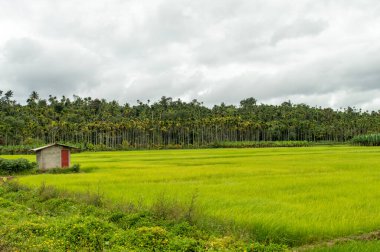 Bulutlu bir gökyüzüne karşı küçük bir kulübesi olan çeltik tarlası. Arcanut çiftliği arka plandaki tepelerde görülebilir..