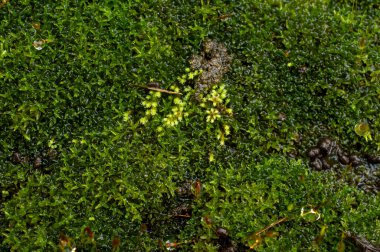 Yosunlar ya da taksonomik tümen Bryophyta, genellikle nemli ya da gölgeli yerlerde yoğun yeşil kümeler ya da minderler oluşturan küçük, vasküler olmayan bitkilerdir. Bireysel bitkiler genellikle basit yapraklardan oluşur. 