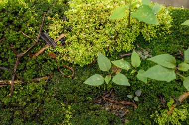 Yosunlar ya da taksonomik tümen Bryophyta, genellikle nemli ya da gölgeli yerlerde yoğun yeşil kümeler ya da minderler oluşturan küçük, vasküler olmayan bitkilerdir. Bireysel bitkiler genellikle basit yapraklardan oluşur.