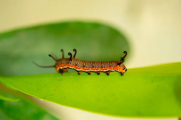 Chenille Colorée Sur Une Feuille Mangeant Feuille — Photo