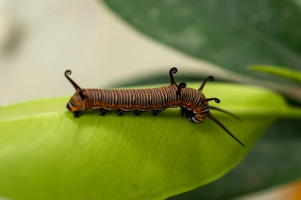 Oruga Colorida Una Hoja Que Come Hoja — Foto de Stock