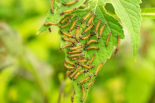 Garden pests can cause huge damage to leafy vegetables. If they are not well controlled or managed, they can greatly reduce the leaf quality or even kill the whole crop.