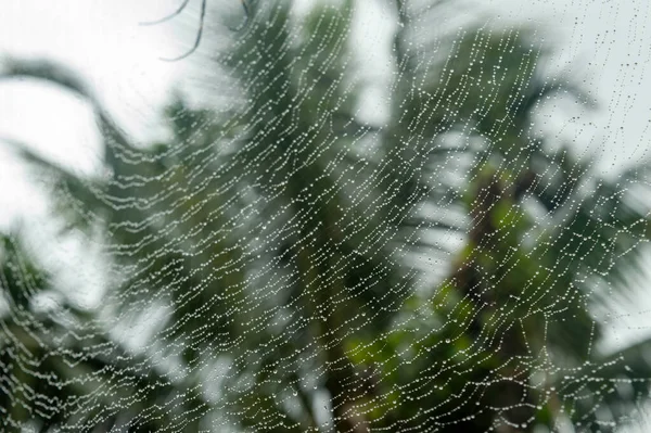 Araña Una Tela Con Gotitas Agua Lluvia Ella Formando Una — Foto de Stock