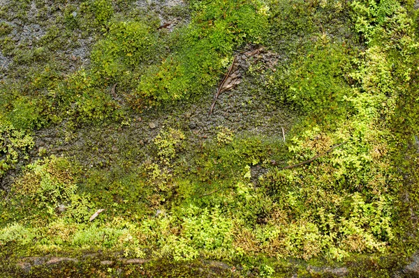 Mosses Taxonomic Division Bryophyta Small Non Vascular Flowerless Plants Typically — Stock Photo, Image