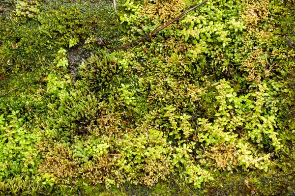 Yosunlar Taksonomik Tümen Bryophyta Genellikle Nemli Gölgeli Yerlerde Yoğun Yeşil — Stok fotoğraf