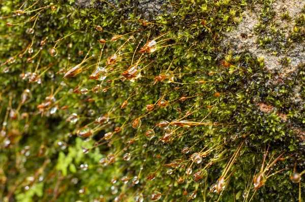 Los Musgos División Taxonómica Bryophyta Son Pequeñas Plantas Vasculares Sin — Foto de Stock