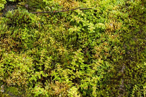 Los Musgos División Taxonómica Bryophyta Son Pequeñas Plantas Vasculares Sin —  Fotos de Stock