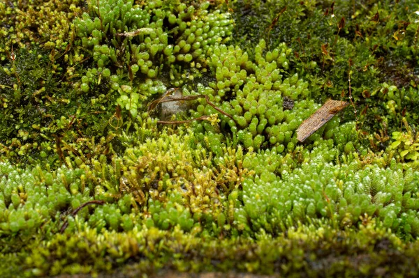 Mossen Taxonomische Divisie Bryophyta Zijn Kleine Niet Vasculaire Bloemloze Planten — Stockfoto