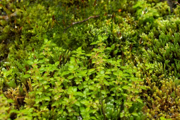 Yosunlar Taksonomik Tümen Bryophyta Genellikle Nemli Gölgeli Yerlerde Yoğun Yeşil — Stok fotoğraf
