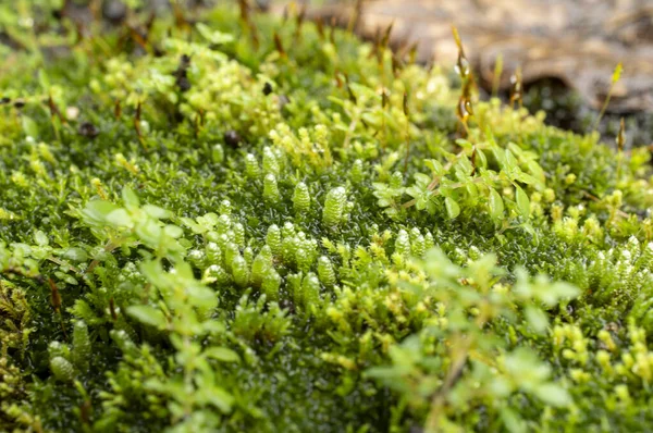 Mossen Taxonomische Divisie Bryophyta Zijn Kleine Niet Vasculaire Bloemloze Planten — Stockfoto