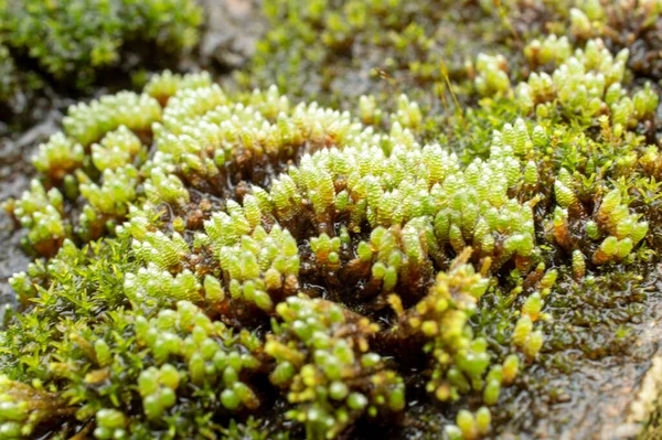 Mosses Taxonomic Division Bryophyta Small Non Vascular Flowerless Plants Typically — Stock Photo, Image