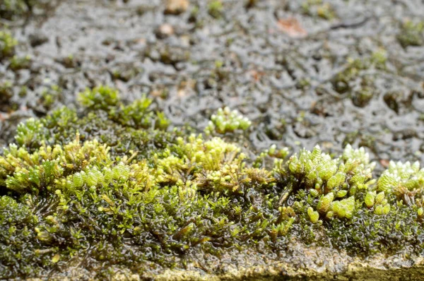 Mossor Eller Den Taxonomiska Uppdelningen Bryophyta Smã Icke Vaskulära Blommande — Stockfoto