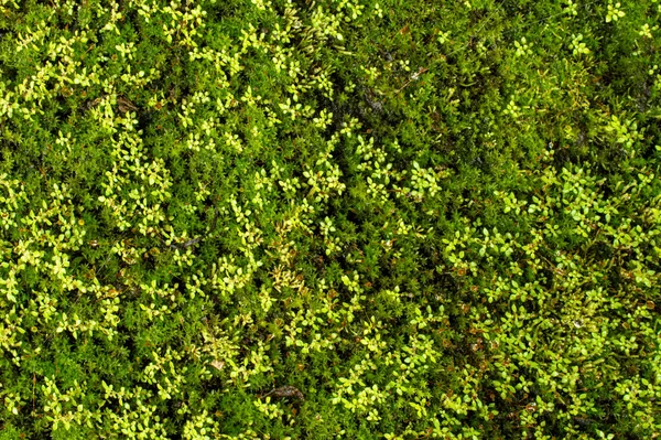 Αμύγδαλα Ταξινομική Διαίρεση Bryophyta Είναι Μικρά Αγγειακά Φυτά Χωρίς Άνθη — Φωτογραφία Αρχείου
