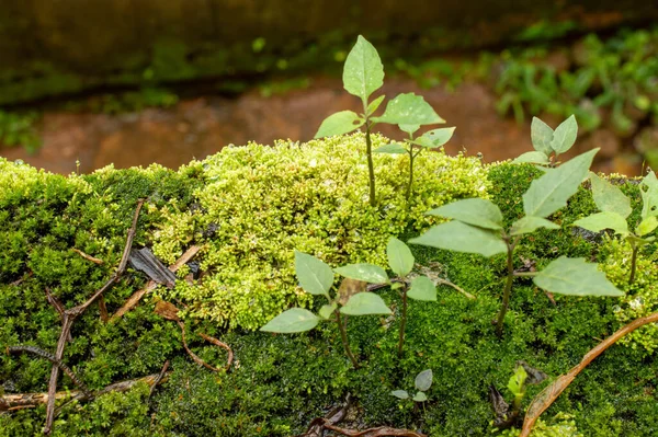 Les Mousses Division Taxonomique Bryophyta Sont Petites Plantes Non Vasculaires — Photo