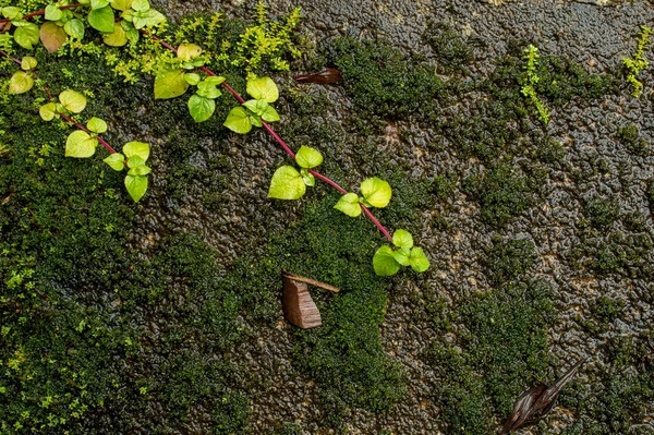 Hermosa Vid Roja Con Hojas Verdes Sobre Una Superficie Musgosa — Foto de Stock