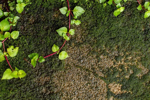 Belle Vigne Rouge Aux Feuilles Vertes Sur Une Surface Mousseuse — Photo