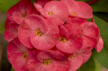 Dikenli bitki tacı genellikle daha sıcak iklimlerde yetişen süs bitkisi olarak kullanılır. Bu bir odunsu sulu çalılık ya da çalılık. Çiçek açan bitkilerin çoğunda olduğu gibi güneşe ne kadar çok maruz kalırsanız, o kadar çok çiçek açarsınız..