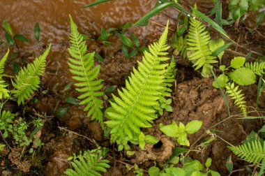 Eğreltiotu, sporlar aracılığıyla üreyen ve ne tohumu ne de çiçeği olan bir damar bitkisi grubunun üyesidir. İlginç yaprakları ve dokularıyla eğreltiotlarının yetişmesi kolaydır ve çok az bakım gerektirir. Bazı türler daima yeşildir.. 