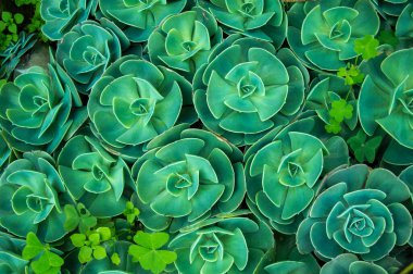 Botanikte, sulu bitkiler, aynı zamanda sulu bitkiler, genellikle kurak iklimlerde veya toprak koşullarında su tutmak için kalınlaşmış, etli ve tıkanmış bitkilerdir. Taze oksijen ekleyerek evinizin nem oranını arttırır..