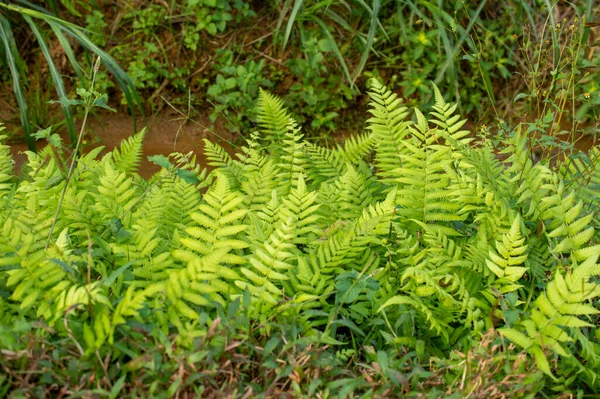 Helecho Miembro Grupo Plantas Vasculares Que Reproducen Través Esporas Tienen — Foto de Stock