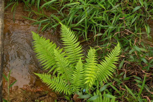 Helecho Miembro Grupo Plantas Vasculares Que Reproducen Través Esporas Tienen —  Fotos de Stock