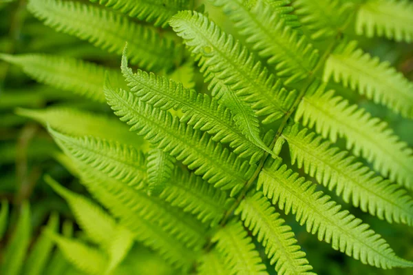 Een Varen Een Lid Van Een Groep Vasculaire Planten Die — Stockfoto