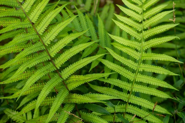 Een Varen Een Lid Van Een Groep Vasculaire Planten Die — Stockfoto