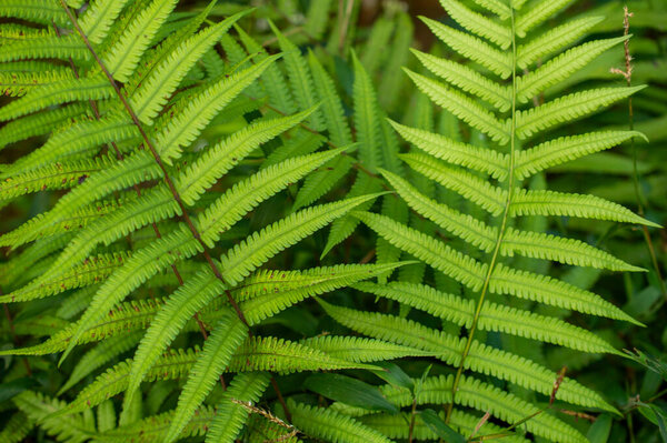 A fern is a member of a group of vascular plants that reproduce via spores and have neither seeds nor flowers. With their interesting foliage and textures, ferns are easy to grow and require little maintenance. Some species are evergreen. 