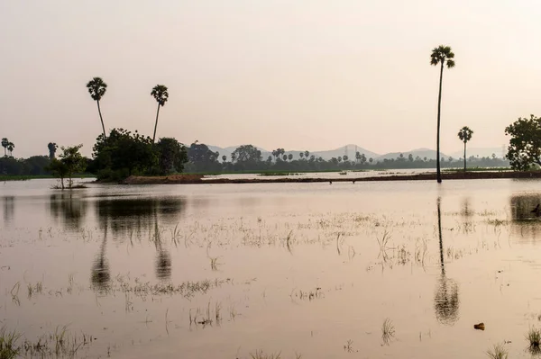 Flooding is when water is overflowing a field. Flooded fields lead to abnormal plant growth. It limits oxygen and sunlight limiting the plant\'s growth. Rice stems have nodes, which break when there is intense pressure due to strong wind/rainfall.