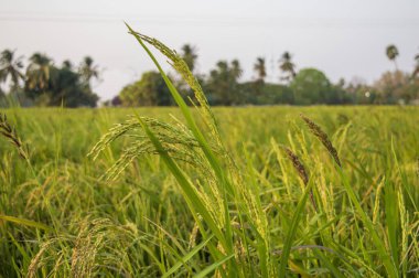 Bir çeltik tarlası, özellikle pirinç olmak üzere yarı su ürünleri yetiştirmek için kullanılan, ekilebilir toprakların sular altında kalmış bir tarlasıdır. Çeltik tarlası çiftçiliği modern zamanlarda pirinç yetiştirmenin baskın biçimi olmaya devam ediyor..