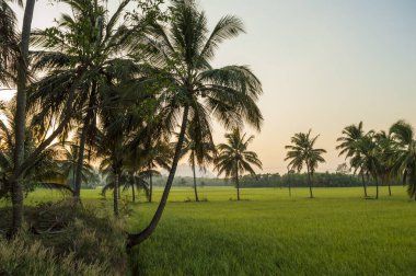 Bir çeltik tarlası, özellikle pirinç olmak üzere yarı su ürünleri yetiştirmek için kullanılan, ekilebilir toprakların sular altında kalmış bir tarlasıdır. Çeltik tarlası çiftçiliği modern zamanlarda pirinç yetiştirmenin baskın biçimi olmaya devam ediyor..