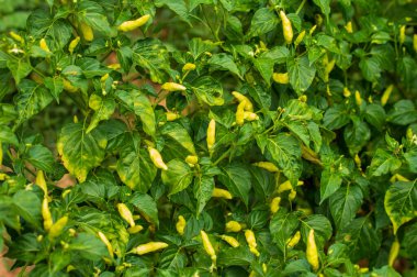 Beta-karoten oranının önemli bir kısmı nedeniyle, yeşil biberler kardiyovasküler sistemin doğru işleyişinin sürdürülmesine ve bağışıklığın artırılmasına yardımcı olmaktadır. Kilo kaybı için yardım: Yeşil biber kalori yakmada yardımcı olur 